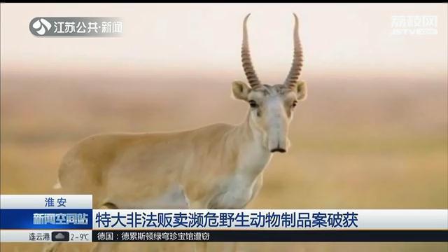 羚羊角图片大全价格，羚羊角图片（23人团伙贩卖羊角）