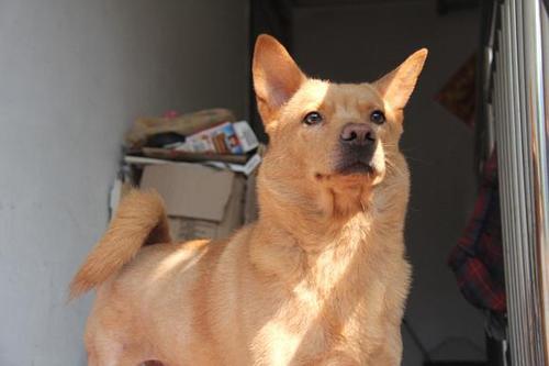 中华田园犬12个品种图，中华田园犬12个品种图合集（中华田园犬常见的有哪些）