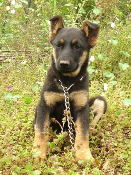 中华田园犬12个品种图，中华田园犬12个品种图合集（中华田园犬常见的有哪些）