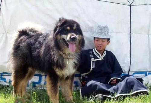 中华田园犬12个品种图，中华田园犬12个品种图合集（中华田园犬常见的有哪些）