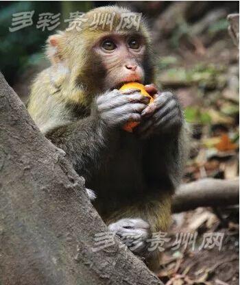 贵阳到大理(贵阳到北京机票)