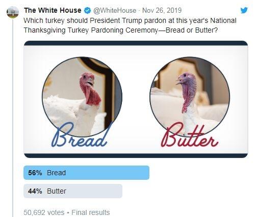 感恩节跟火鸡有什么关系，物种日志丨火鸡在感恩节有多重要