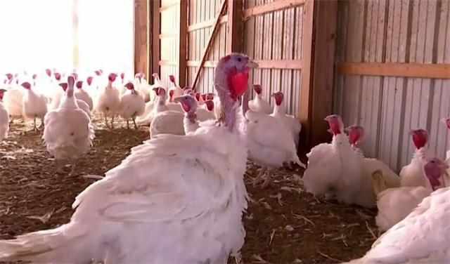 感恩节跟火鸡有什么关系，物种日志丨火鸡在感恩节有多重要