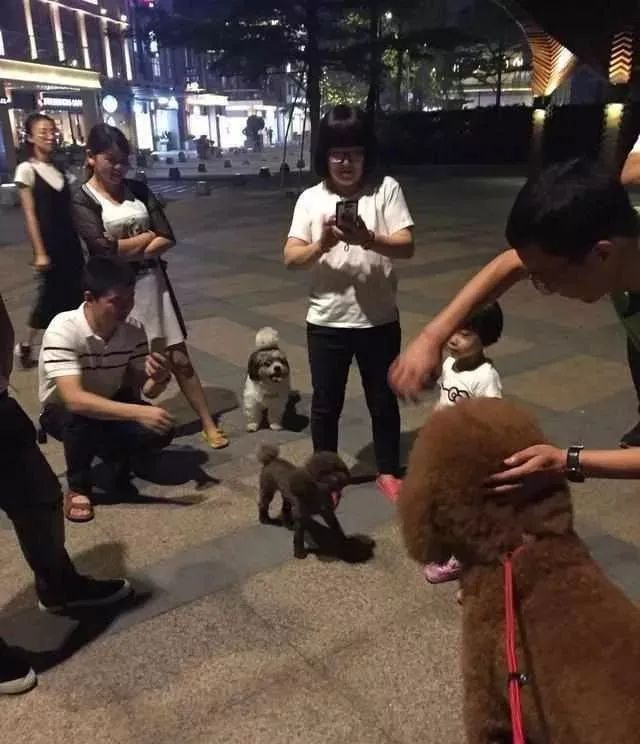 巨型泰迪犬图片，名犬图片及名字（一脸的懵：你是吃什么长大的）