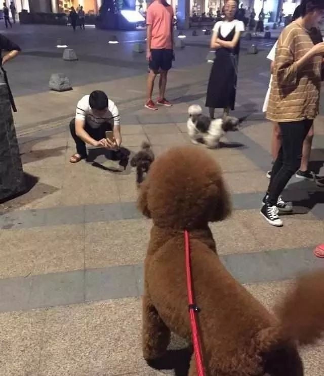 巨型泰迪犬图片，名犬图片及名字（一脸的懵：你是吃什么长大的）