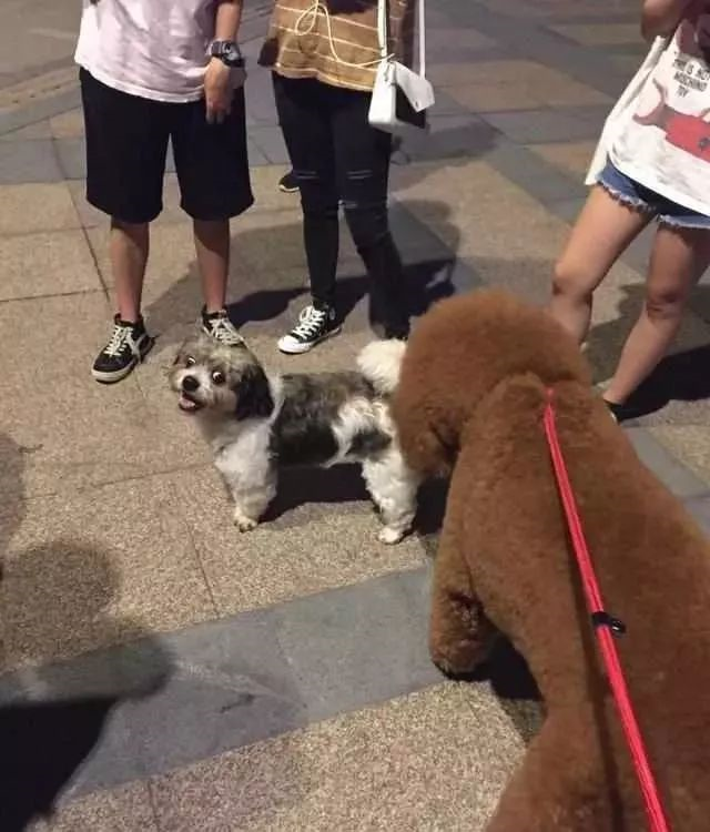 巨型泰迪犬图片，名犬图片及名字（一脸的懵：你是吃什么长大的）