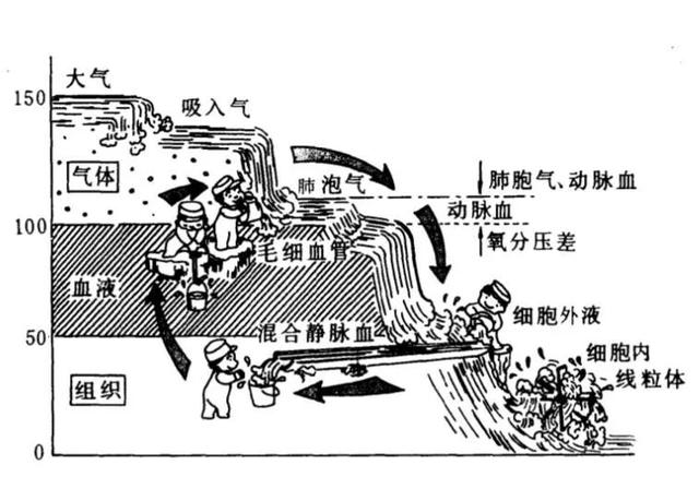 氧什么意思解释，氧字笔画笔顺（氧分压、血氧饱和度与低氧血症）