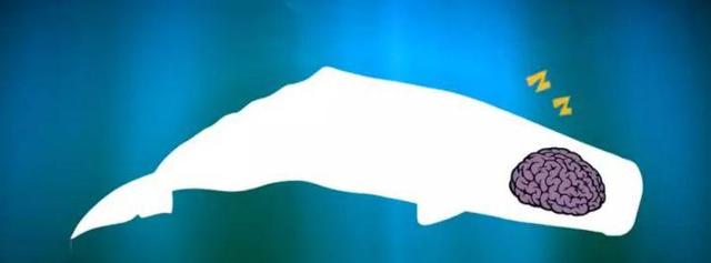 鲸鱼属于鱼吗，鲸鱼是“鱼”吗（在海里睡觉时为什么不会憋死）