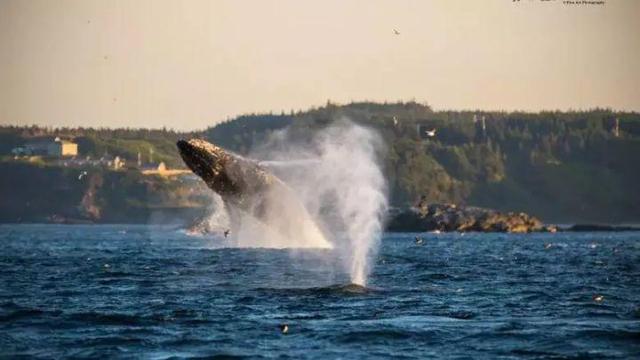 鲸鱼属于鱼吗，鲸鱼是“鱼”吗（在海里睡觉时为什么不会憋死）