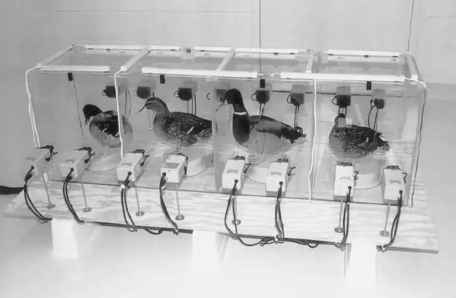 鲸鱼属于鱼吗，鲸鱼是“鱼”吗（在海里睡觉时为什么不会憋死）