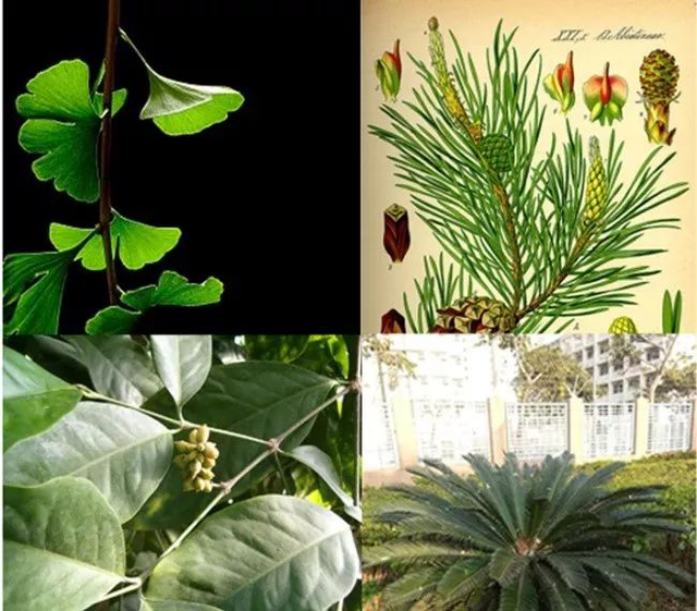 活化石是什么意思，银杏水杉活化石是什么意思（银杏水杉活化石是什么意思呢劲使山活化石）