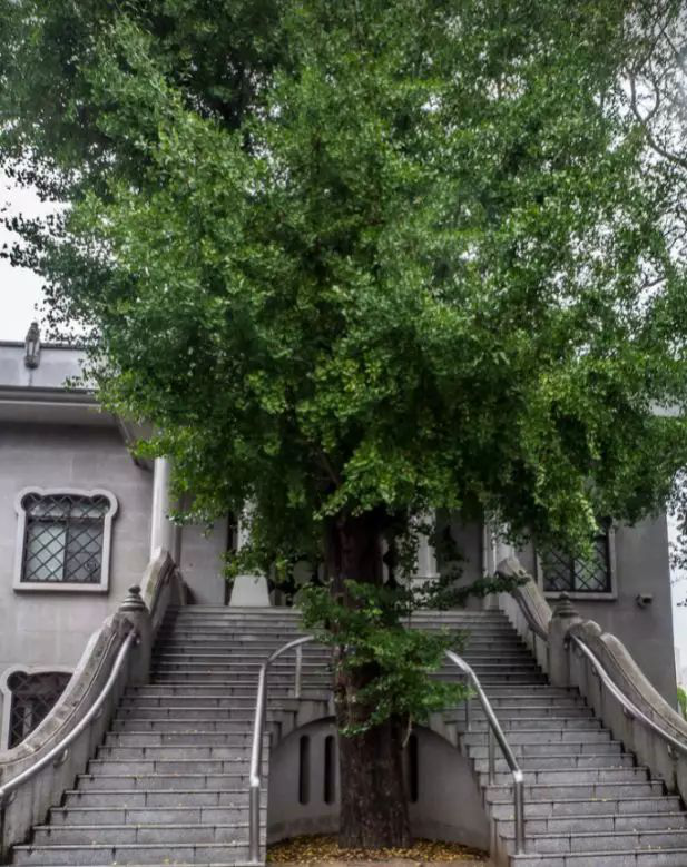 活化石是什么意思，银杏水杉活化石是什么意思（银杏水杉活化石是什么意思呢劲使山活化石）