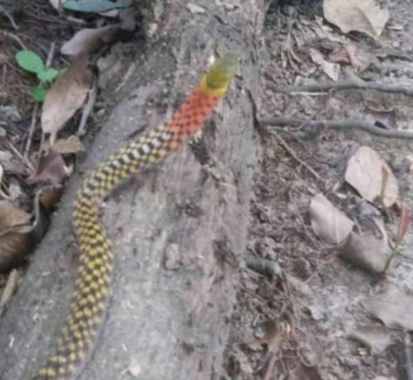 红颈蛇是毒蛇吗，红颈蛇有毒吗（缅甸高僧被小猫抓来的毒蛇咬伤）