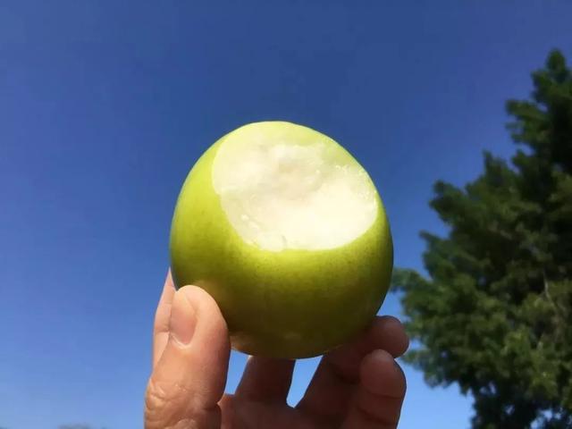 牛奶大青枣的功效，甜蜜如冰糖的牛奶枣来了