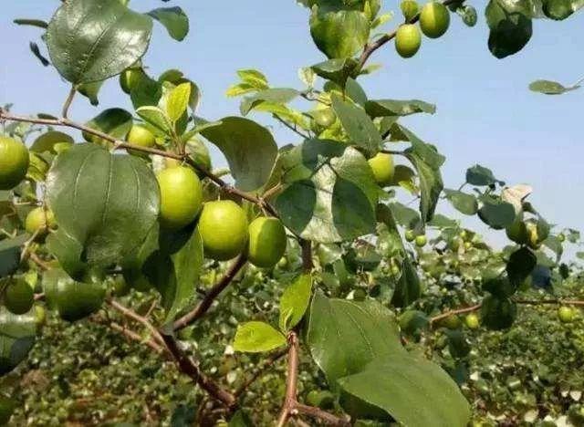牛奶大青枣的功效，甜蜜如冰糖的牛奶枣来了