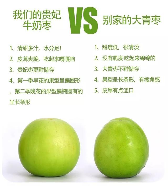 牛奶大青枣的功效，甜蜜如冰糖的牛奶枣来了