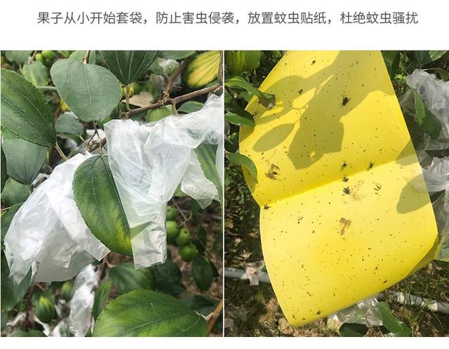牛奶大青枣的功效，甜蜜如冰糖的牛奶枣来了