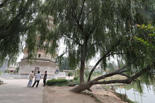 比萨斜塔在哪，比萨斜塔在哪个大洲（“中国比萨斜塔”在新乡）