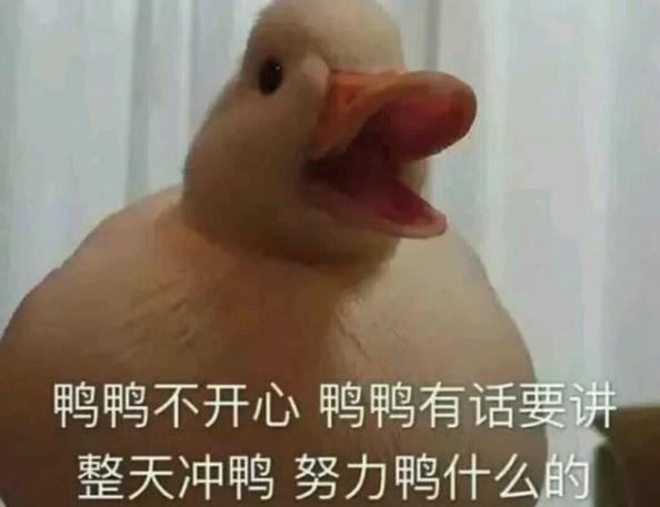 duck是什么意思，duck不必是什么梗（duck不必什么意思什么梗）