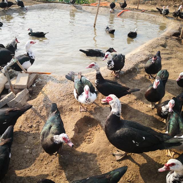 非洲雁怎么做好吃，如今帮白穴口村村民找到增收途径