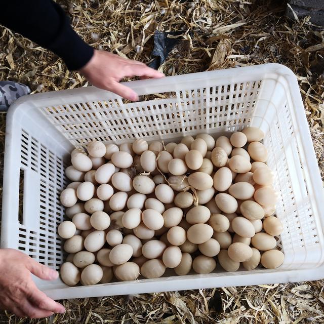 非洲雁怎么做好吃，如今帮白穴口村村民找到增收途径