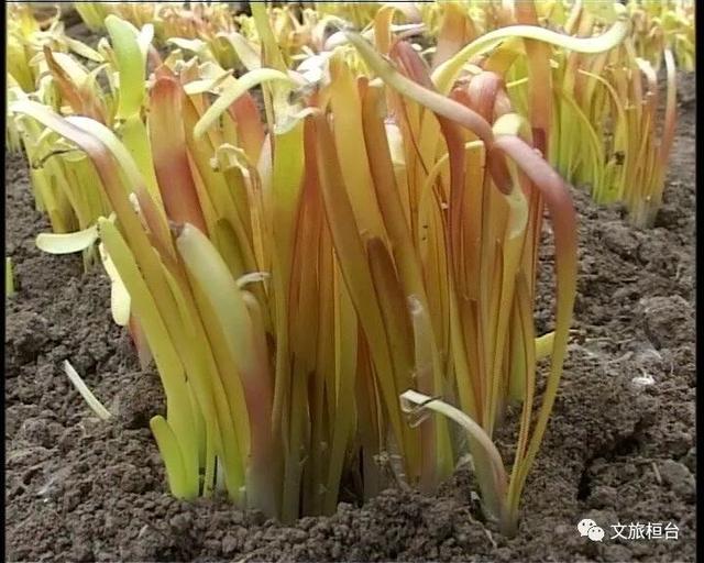 淄博的特产有哪些，山东淄博特产有哪些可以携带（淄博这些土特产你都知道吗）