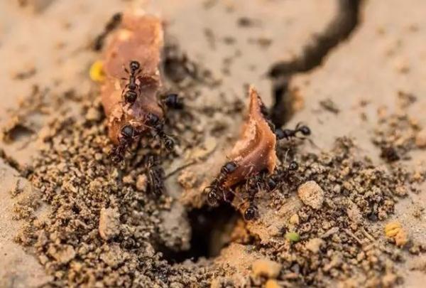 关于雪的谚语10个，关于雪的谚语都有哪些（气象谚语，快快存下）