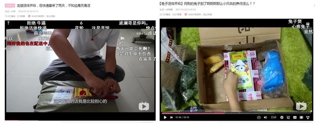 宠物快递怎么寄顺丰多少钱，顺丰活体宠物快递费用是多少（遇到这些“便宜”要当心了）