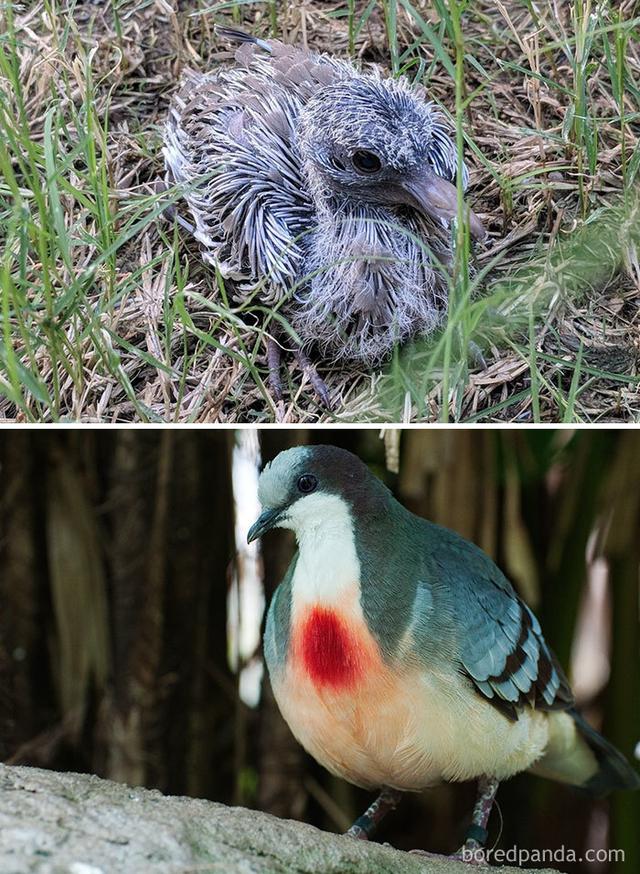 grey headed albatross 灰頭信天翁house martin 家燕hummingbird