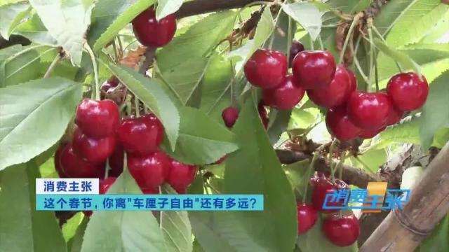 车厘子3j和4j什么意思，认清这几个“J”，全都知道了