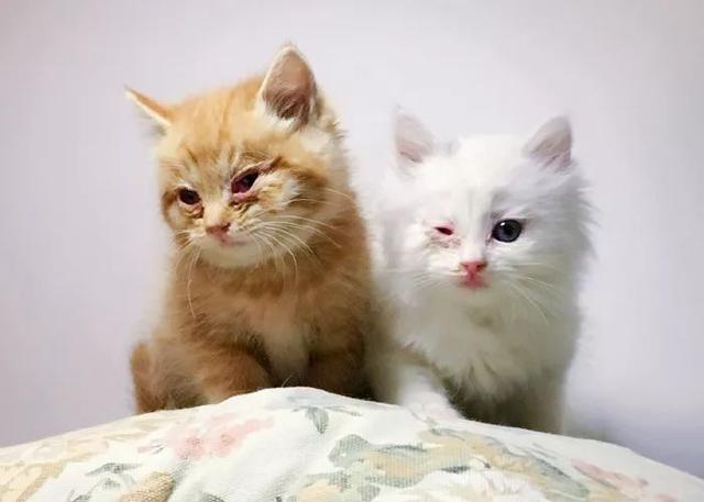 猫咪打第一针疫苗要准备什么，关于猫咪打疫苗的那些事儿