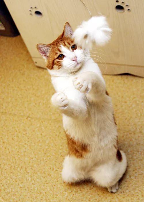 猫咪打第一针疫苗要准备什么，关于猫咪打疫苗的那些事儿