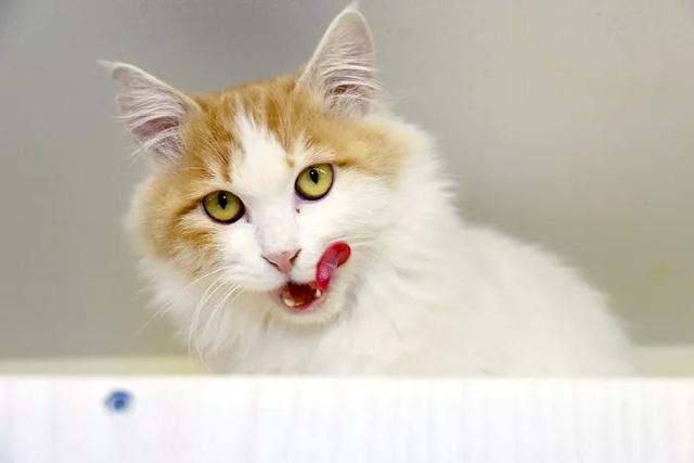 猫咪打第一针疫苗要准备什么，关于猫咪打疫苗的那些事儿