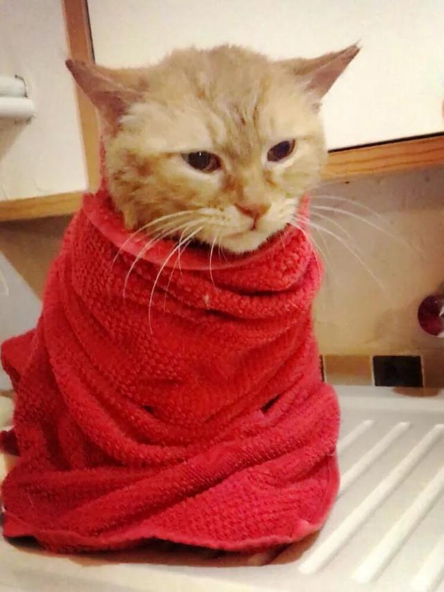 猫咪打第一针疫苗要准备什么，关于猫咪打疫苗的那些事儿