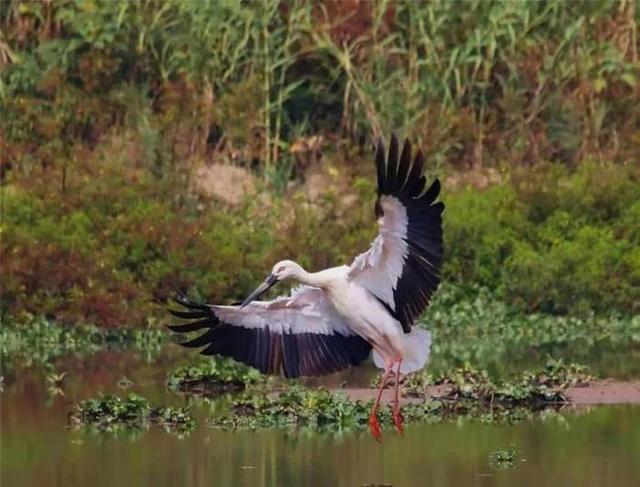 西溪欢乐城，西溪漫步旗舰店（西溪湿地造福杭州城）