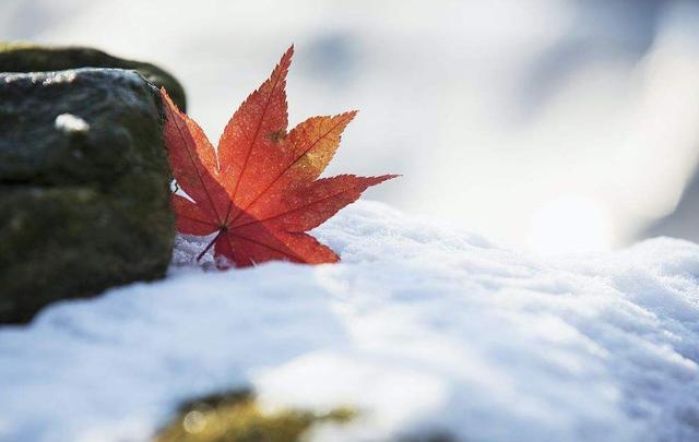 天兵照雪下玉关，天兵照雪下玉关下一句是什么（你那里下雪了吗）