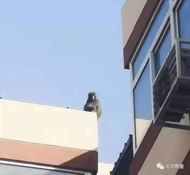 北京工业职业技术学院宿舍，北京工业职业技术学院怎么样（网友：大圣，快收了神通吧）