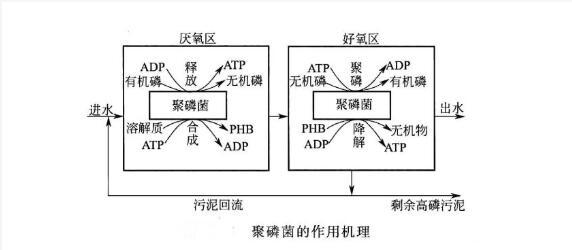 磷酸钙化学式，无定形磷酸钙化学式（关于TP<总磷>的详解）