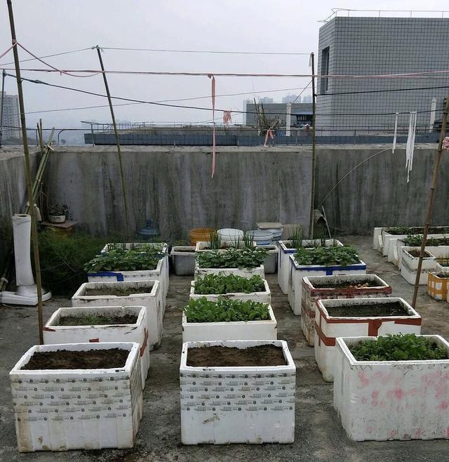 冬天吃什么菜好，冬天吃什么菜最好（下雪天冻不死）