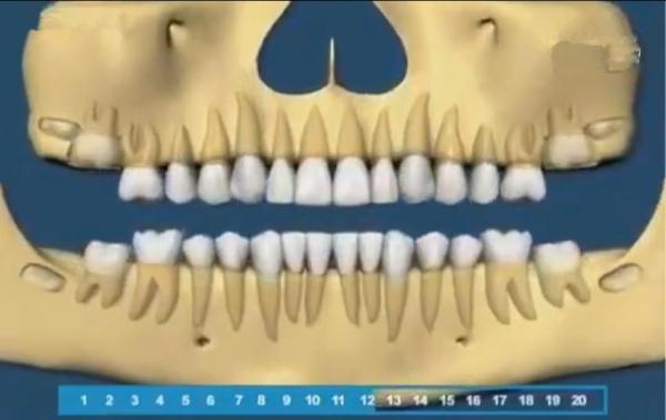 女人门牙掉了的预兆，女人梦到大门牙掉了什么预兆（组图带你了解宝宝的牙齿生长顺序）