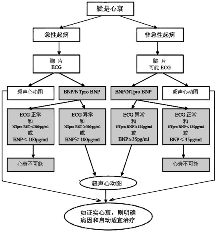 图1 bnp/nt-probnp在急慢性心衰诊断流程中的作用.二.