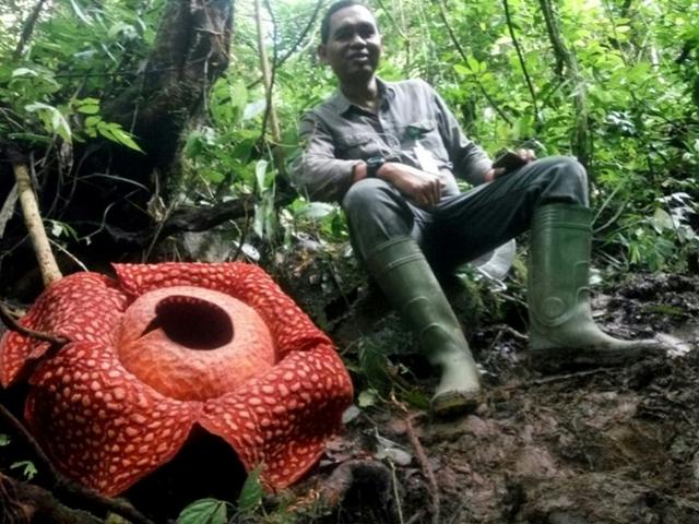 世界上最大的花，世界上最大的花直径可达1.5米（印尼发现世界最大花朵）