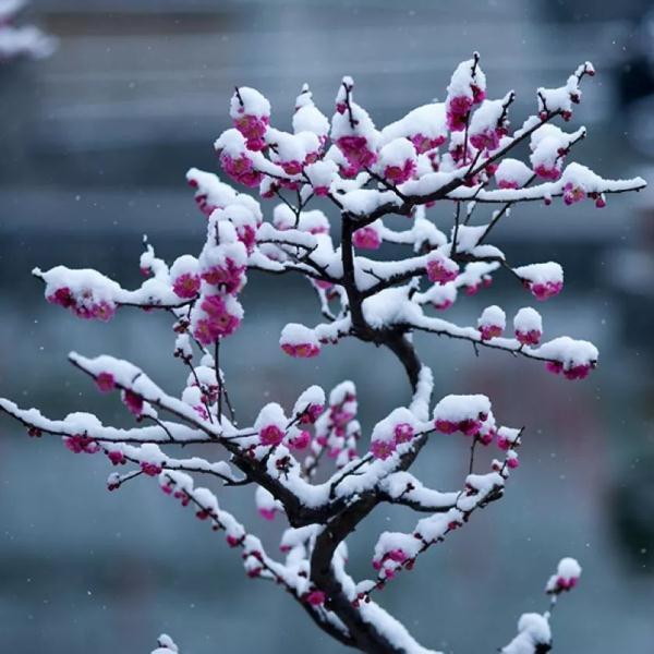 照拂一般什么时候用，照拂的意思是什么（今日小寒：天寒雪飘，唯愿君安）