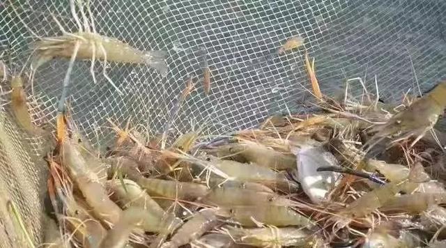 漂白粉的作用，漂白粉的正确使用方法（漂白水给鱼塘消毒，有什么技巧）