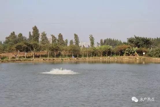 漂白粉的作用，漂白粉的正确使用方法（漂白水给鱼塘消毒，有什么技巧）