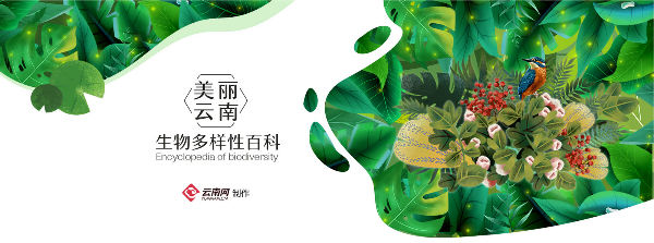 锹组词和含义，锹怎么组词（节肢动物·三带环锹甲）