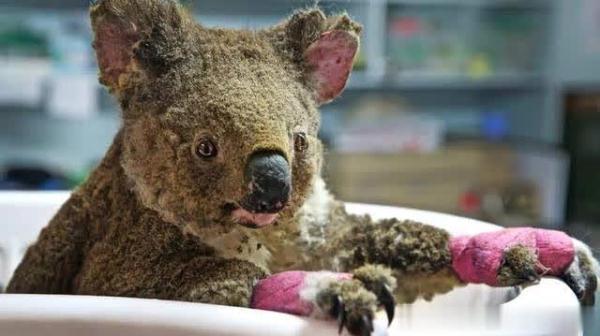 考拉是哪个国家的国宝，澳大利亚的国宝动物是什么（游客总想带回家养一只）