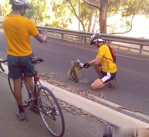 考拉是哪个国家的国宝，澳大利亚的国宝动物是什么（游客总想带回家养一只）