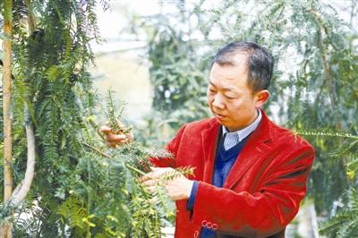 香榧子的营养价值及功效，香榧子的营养和功效（香榧：传承千年的美食珍果）
