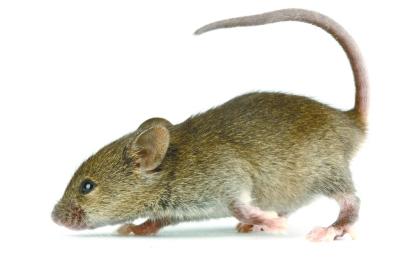 养仓鼠对人有哪些危害，饲养仓鼠的八大禁忌有哪些（鼠 是祸害也是精灵）